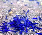 Rare 100   Ocean Blue Freshwater Neocaridina Aquarium Shrimp Live Guarantee 