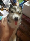 Hansa Standing Wolf Plush Batch 1125 Realistic Bendable Legs Approx 22 In