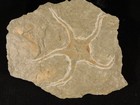 Starfish Fossil In Matrix  461 Million Years Old  From Morocco 301gr