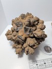 Stigmaria Fossil Lycopod Root Oklahoma Botryoidal Iron Oxide Concretion Lot 2 Pc