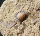 Extremely Rare Museum Quality Oldest Land Fossil Plant Cooksonella - Junggaria