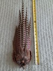 Wild Colorado Rooster Pheasant Tail Feathers - Up To 19  Long - Set  1