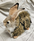 Hansa Portraits Of Nature Realistic Rabbit Fawn Easter Bunny Stuffed Plush  4015