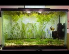 Water Sprite  ceratopteris Siliquosa    Easy Floating Live Aquarium Plant