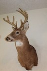 Whitetail Deer Head Shoulder Mount Taxidermy Cape Shed Antler Mule
