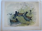 Studer s Ornithology   Cinereous Coot Sea Bird C1878 Antique Lithograph Art   