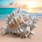 Large Murex Conch Seashell Rare Natural Pink White Decorative Ocean Sea Shell