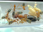 My Antics Queen Ant Colony Ruby Carpenter Colony 10-20 Workers Ready For Nest 