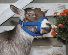 Weaver Leather Livestock Goat Halter Blue  Large