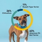 Embark Breed   Health Dog Dna Test Kit  Breed Identification   Genetic Health 