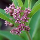 Common Milkweed 50 Seeds   Native Pollinator Plant For Gardens   Wildlife