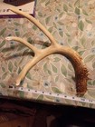 White   Brown 4 Point Whitetail Deer Shed Antler Horn Taxidermy Mount 