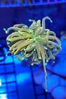 Tsa Holy Moly Torch   Holy Grail   Tank Grown   Live Coral Frag   Ajs Aquariums
