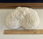 Large Natural White Mushroom Coral Specimen Aquarium Bowl Beach Decor 9   