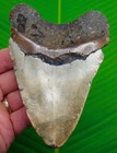 5 05    Megalodon Shark Tooth  Real Fossil No Restorations Sharks Teeth