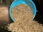 100 Live Wax Worms Live Bait Ice Fishing Bee Moth Bird Reptile Food Waxworms
