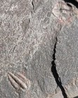 Sweet Syspacephalus Variosus Trilobite Multiple   Middle Cambrian  Nevada