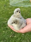 6  Organically Raised Lavender Orpington Fertile Hatching Chicken Eggs