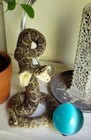Real Double Headed Diamondback Rattlesnake 41   Inches Taxidermy Stuffed Mount