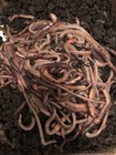5 000 Canadian Night Crawlers 
