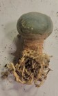 Rare Cactus Lw Loph W  Roots Variant Button Cactus Wil   Seed Grown 