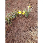 Longleaf Pine Straw Landscaping Roll  Natural Uv Resistant Ground Cover  Covers