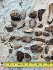 45  Dinosaur Fossils Hell Creek Formation Dinosaur Age Fossil