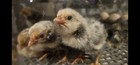 12 Silver Sebright  Hatching Eggs  