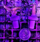 Wysiwyg 2 Frags Of Bubble Gum Digitata Coral Free Ship 