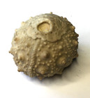 Fossilized Echinoderm Cretaceous Sea Urchin Species Salenia Texana