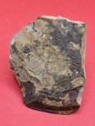 Fossil Metasequoia Leaves  Dawn Redwood-oligocene-muddy Creek Formation- Montana
