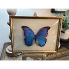 Vintage 1980 Real Blue Morpho Butterfly Specimen Framed Natural History