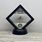 Dinosaur Coprolite  poop  Polished Fossil In Display Case