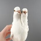 Double Headed Rock Pigeon Taxidermy Unique Oddity Curiosity Livia Dove