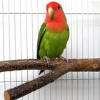 4 Pieces Natural Wood Bird Perch Wooden Parrot Perch Stand Fork Toys Hanging