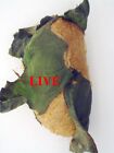 Set 6  Luna Moth  Actias Luna - Cocoon