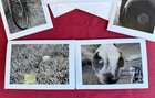 Original Photography 5x7 Photo Greeting Cards-blank Inside Set Of 5   Envelopes