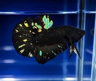 Avatar Black Stardust Nebula Hmpk Live Betta Fish Male Imported From Thailand