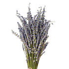 16  Dried Lavender Bundles Natural Dried Lavender Flowers For Home   Weddings