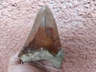 Decent Sized 4 96 Inch  12 6 Cm  Long  Indonesian Megalodon Tooth Fossil