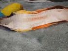 Lei Hulu Of Calif  Multicolor Feather Lei Hawaiian Collectible Handmade