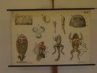 Mural Smalian Metamophose Frog Embryologie 119x82   1955 Vintage Frogs Chart