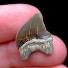 Brown New Jersey Crow Shark Teeth Fossil Shark Tooth Great White