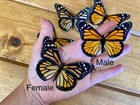 Real Monarch Butterfly Unspread Sustainably Sourced  Danaus Plexippus