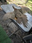 Pheasant Taxidermy Mounted On Wood Plaque Ring Neck Hen Wings Expand
