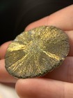 Rare Pyrite Sun Coal Mine Illinois Fossil Fossils Gift History Prehistoric