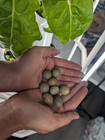 6 button Quail Eggs Assorted Colors