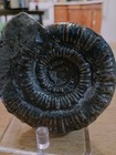 Top Pyritized Porpoceras Vortex  With Golden Spines  And Immaculate Detail  