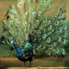 Life-sized Artificial 48  Tall Peacock With Stunning Real Tail Feathers