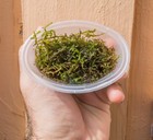 Buy 2 Get 1 Free Java Moss Freshwater Live Aquarium Plants Planted Tank Aquarium